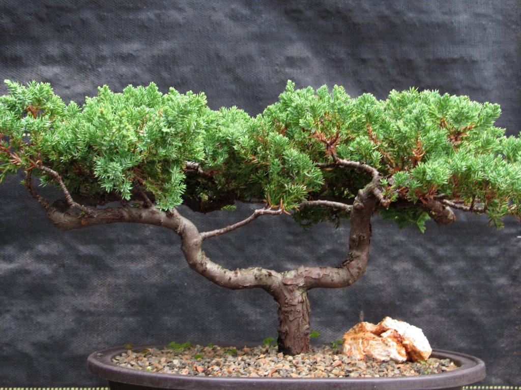 21 Year Old Double Upright Juniper Specimen Bonsai Tree