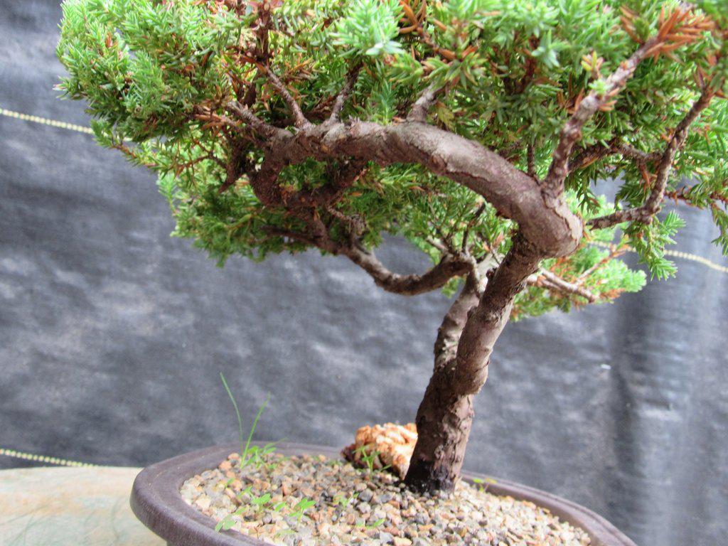 21 Year Old Double Upright Juniper Specimen Bonsai Tree