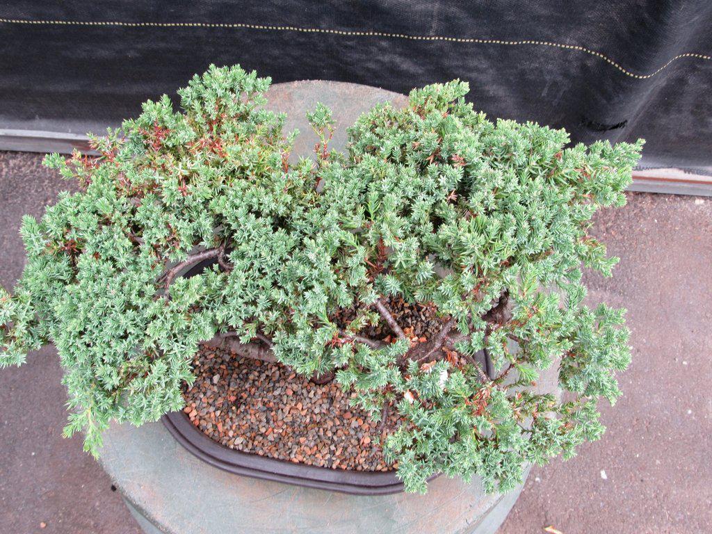 21 Year Old Double Upright Juniper Specimen Bonsai Tree