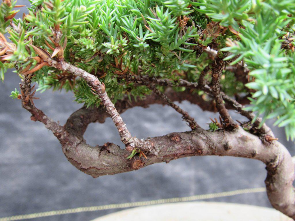 21 Year Old Double Upright Juniper Specimen Bonsai Tree