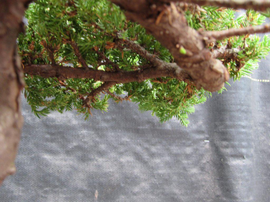 21 Year Old Double Upright Juniper Specimen Bonsai Tree