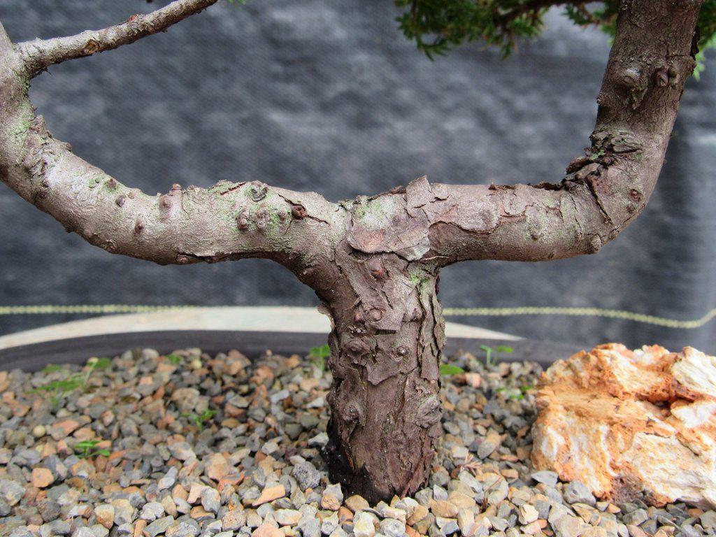 21 Year Old Double Upright Juniper Specimen Bonsai Tree