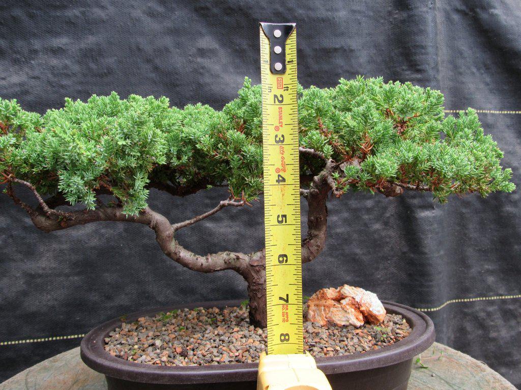 21 Year Old Double Upright Juniper Specimen Bonsai Tree