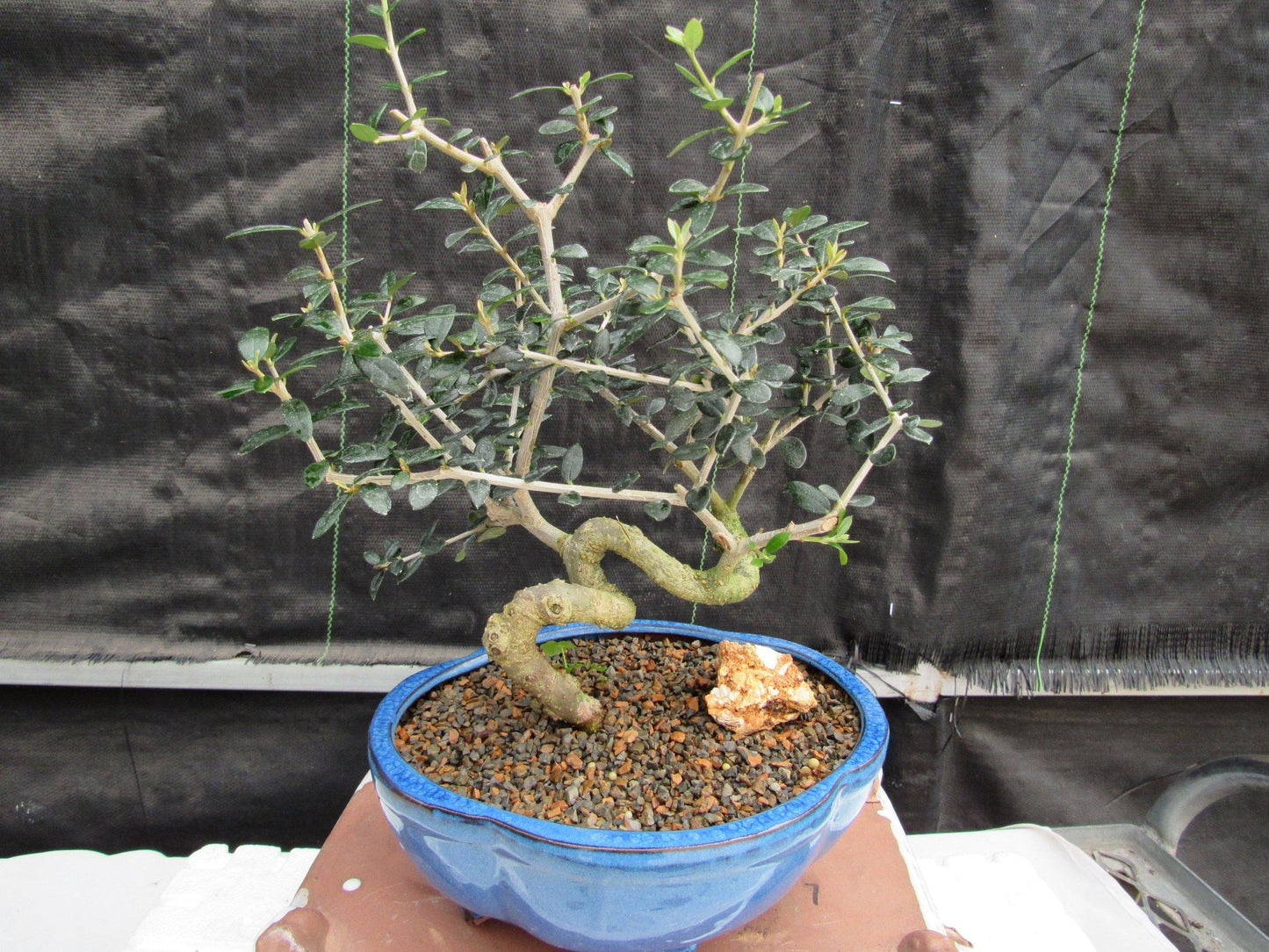 21 Year Old European Olive Coiled Trunk Style Specimen Bonsai Tree