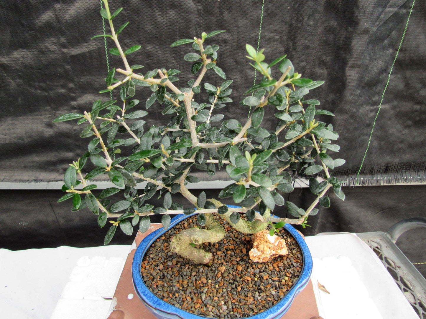 21 Year Old European Olive Coiled Trunk Style Specimen Bonsai Tree