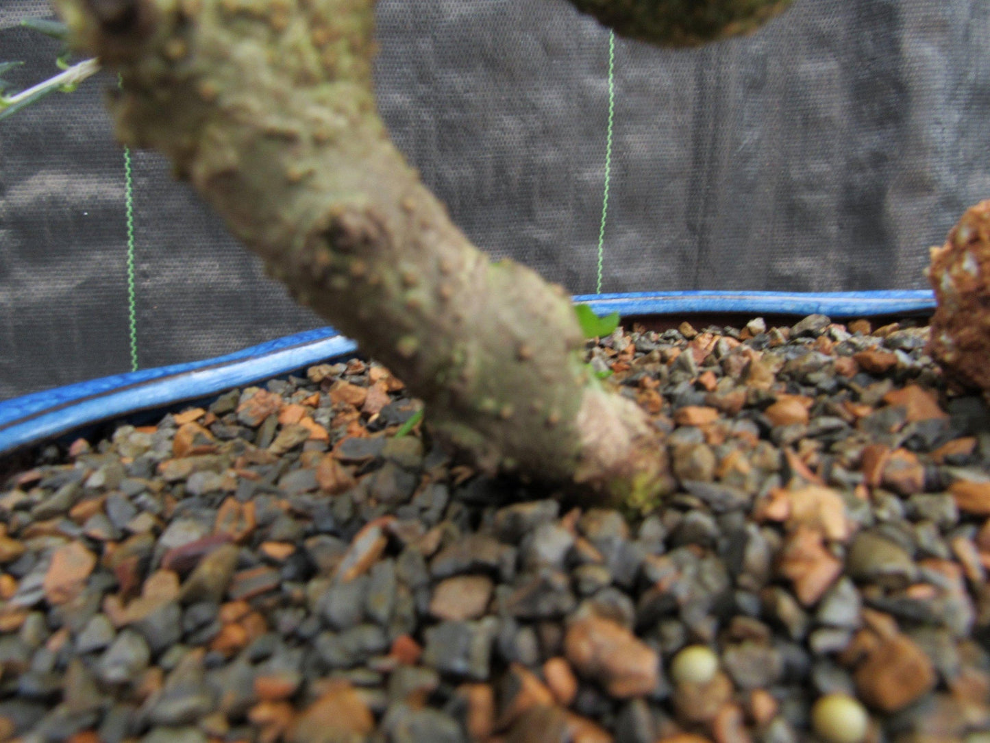 21 Year Old European Olive Coiled Trunk Style Specimen Bonsai Tree