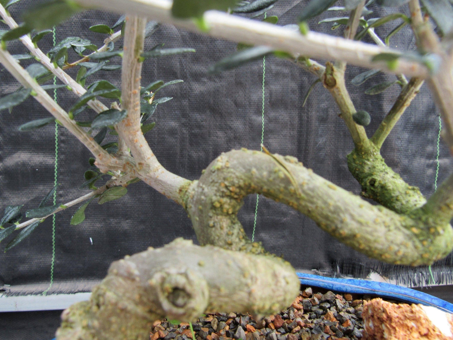 21 Year Old European Olive Coiled Trunk Style Specimen Bonsai Tree