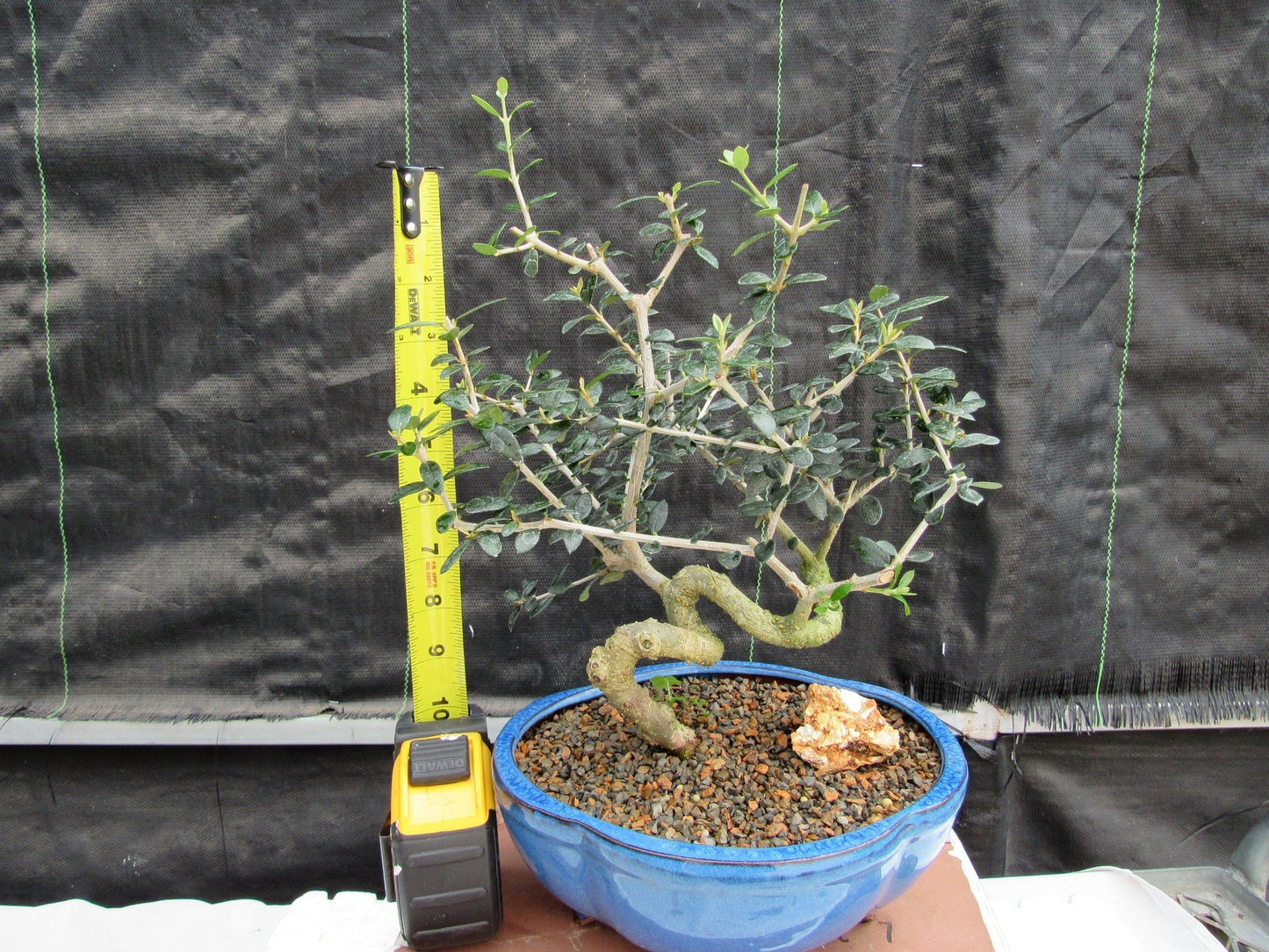 21 Year Old European Olive Coiled Trunk Style Specimen Bonsai Tree