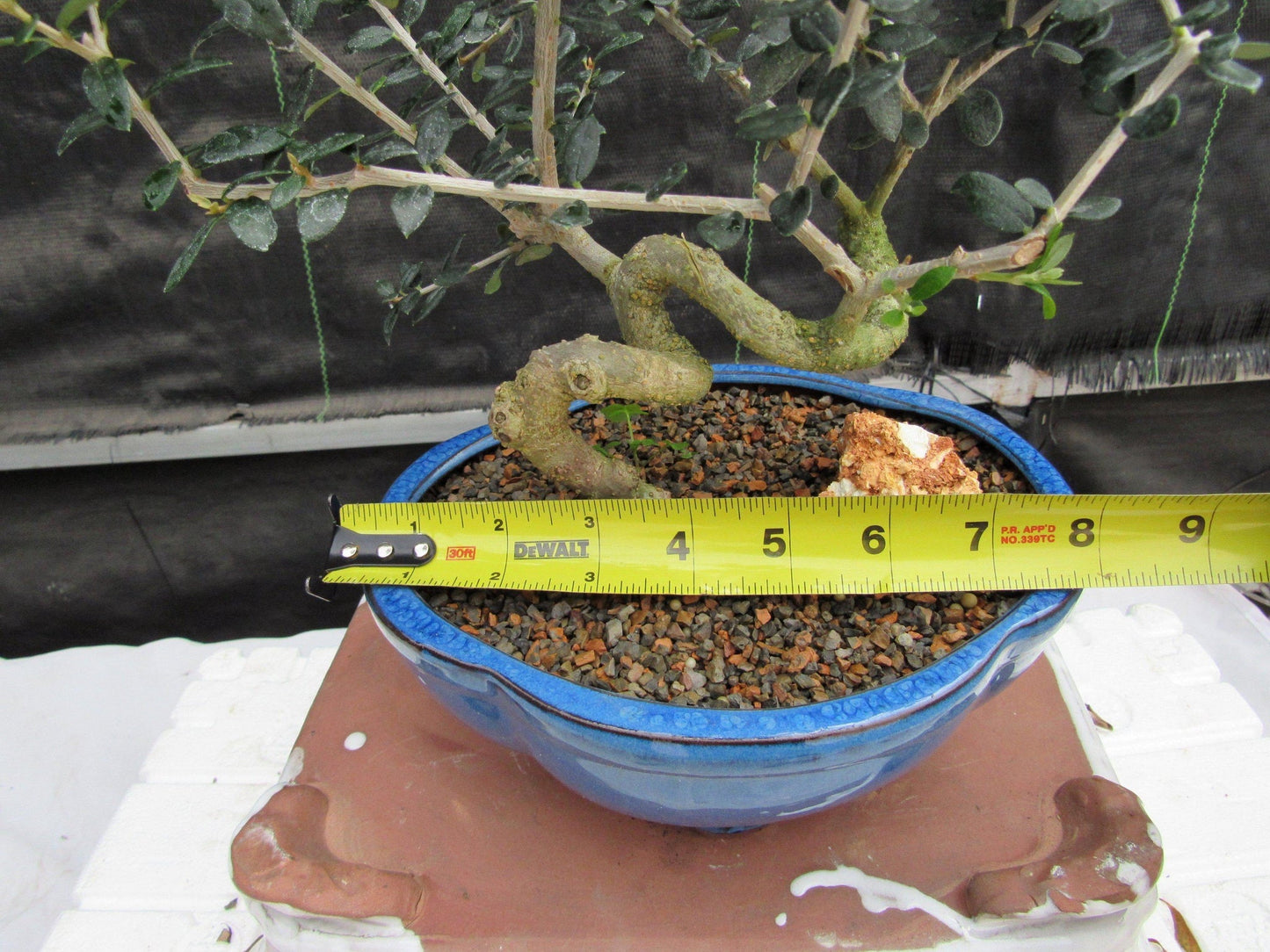 21 Year Old European Olive Coiled Trunk Style Specimen Bonsai Tree