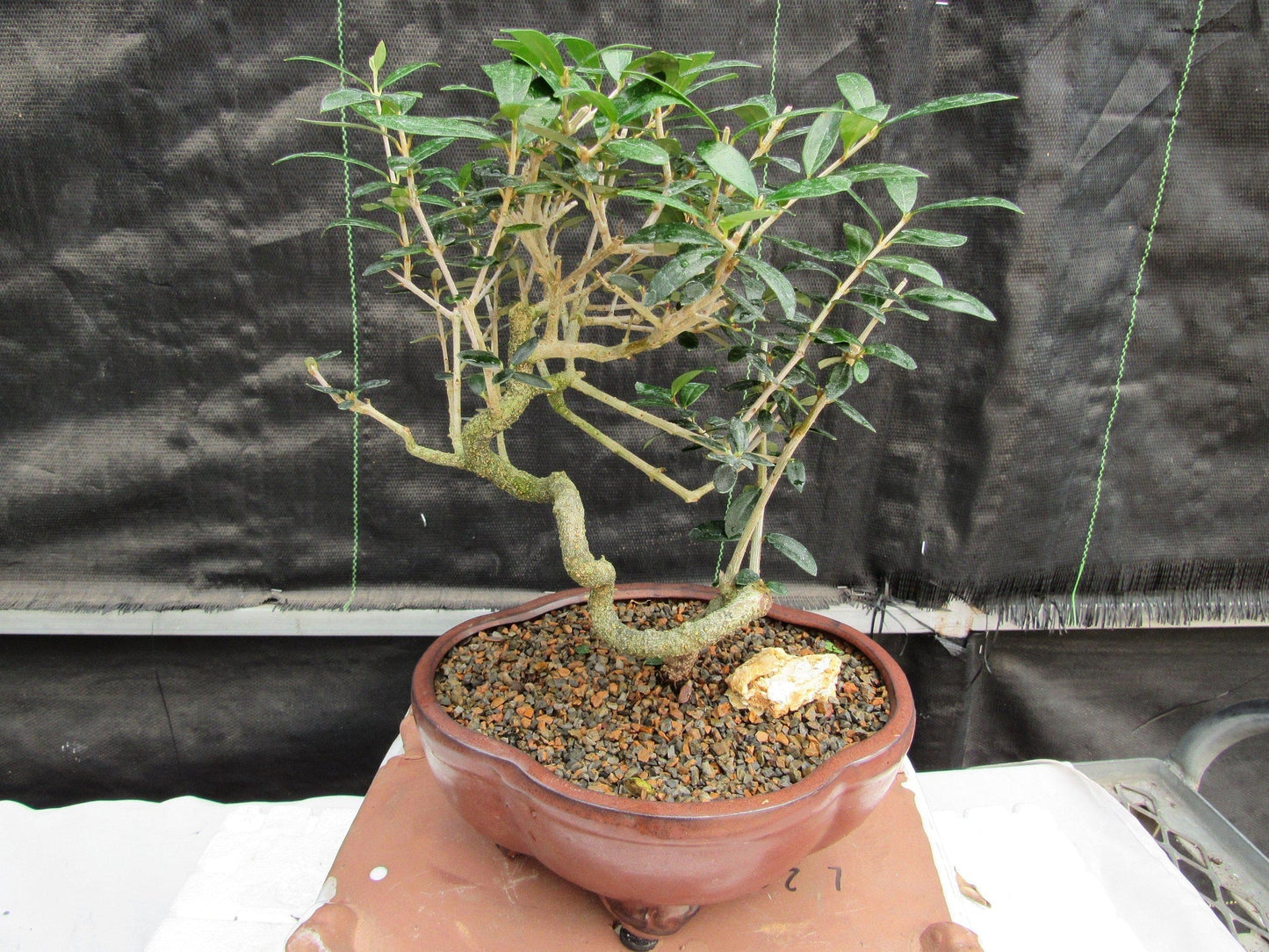 21 Year Old European Olive Literati Style Specimen Bonsai Tree