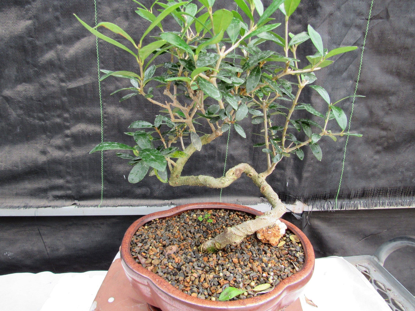 21 Year Old European Olive Literati Style Specimen Bonsai Tree