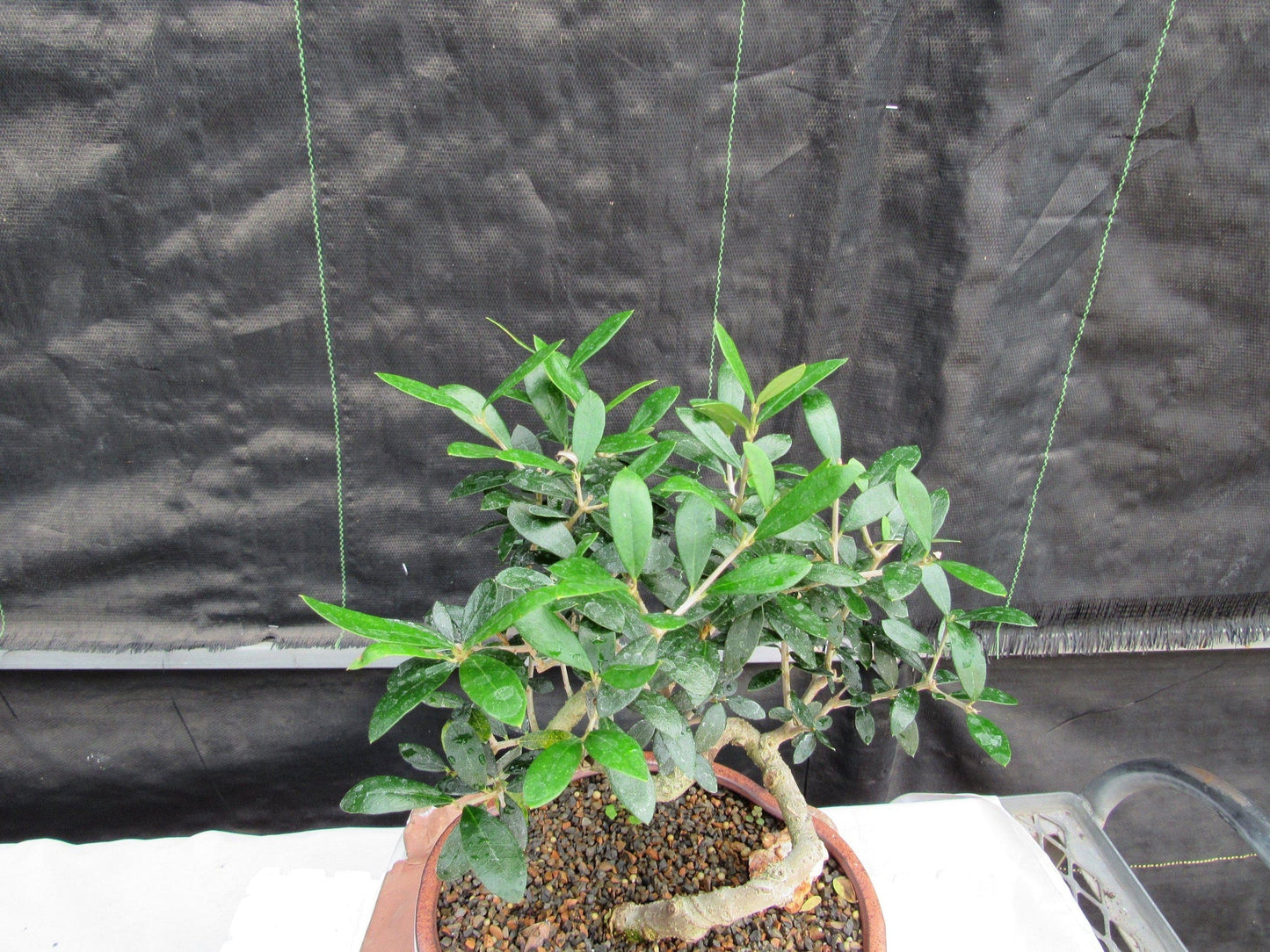 21 Year Old European Olive Literati Style Specimen Bonsai Tree