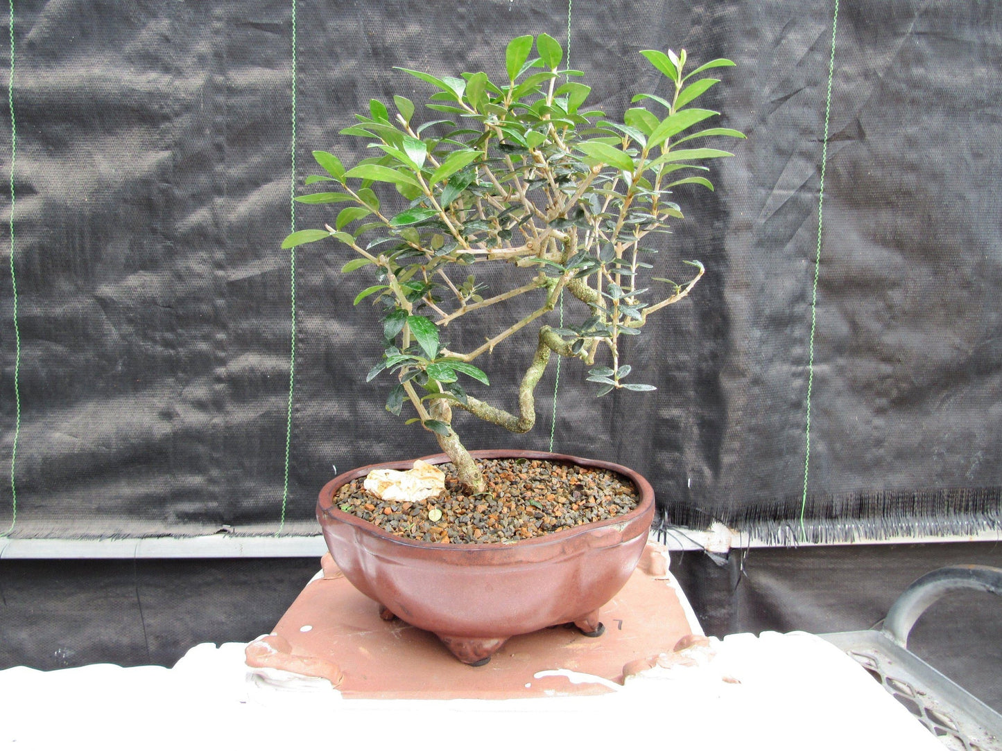 21 Year Old European Olive Literati Style Specimen Bonsai Tree