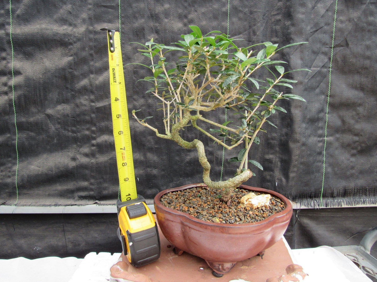 21 Year Old European Olive Literati Style Specimen Bonsai Tree