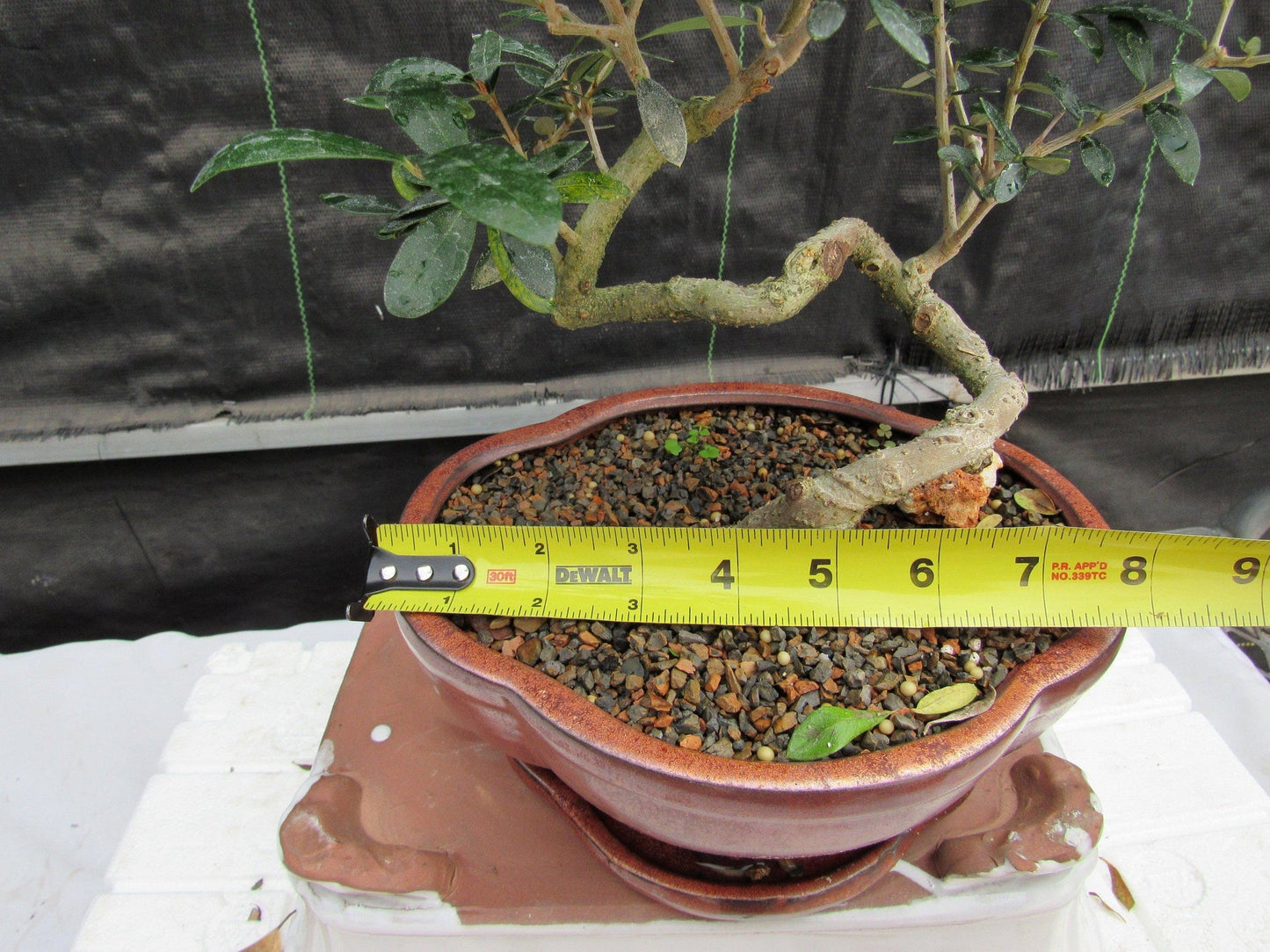 21 Year Old European Olive Literati Style Specimen Bonsai Tree