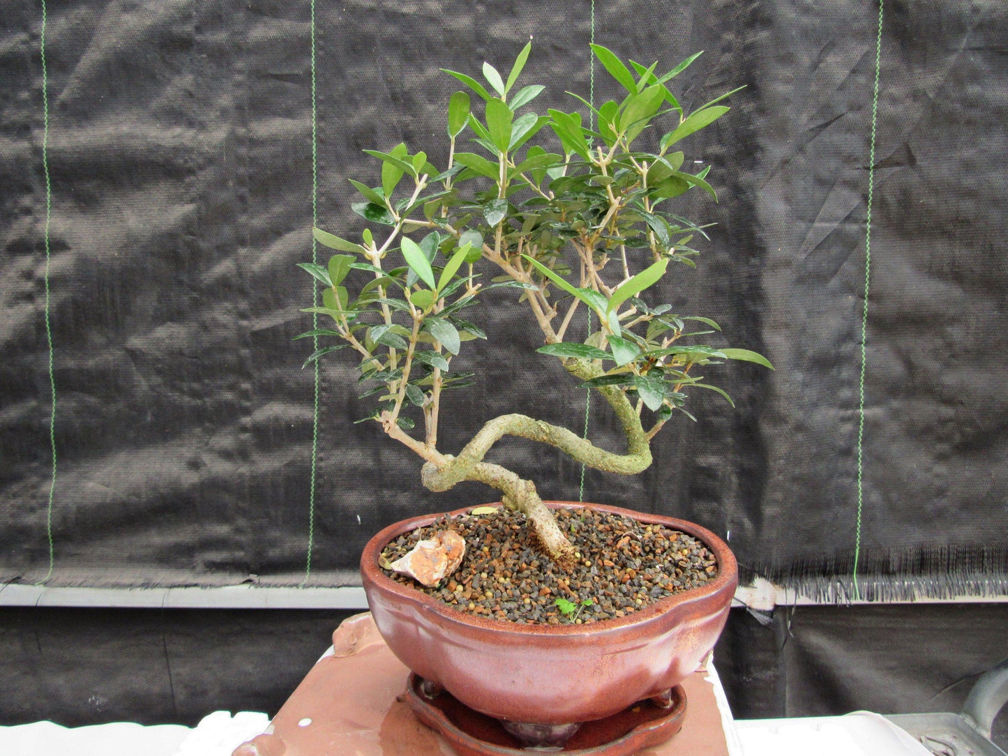 21 Year Old European Olive Literati Style Specimen Bonsai Tree