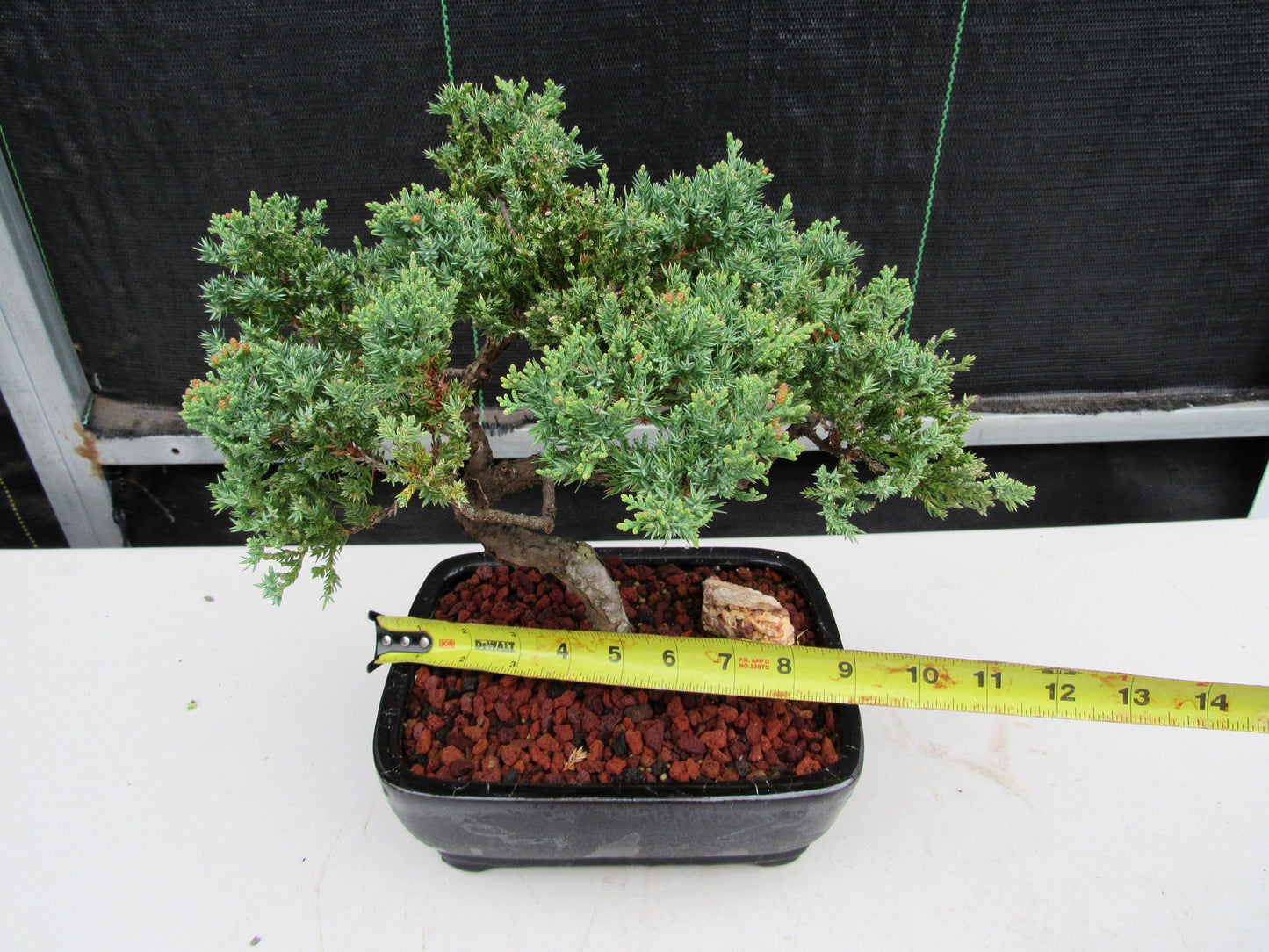 21 Year Old Juniper Specimen Bonsai Tree