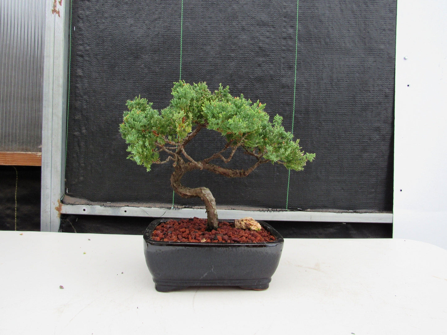 21 Year Old Juniper Specimen Bonsai Tree