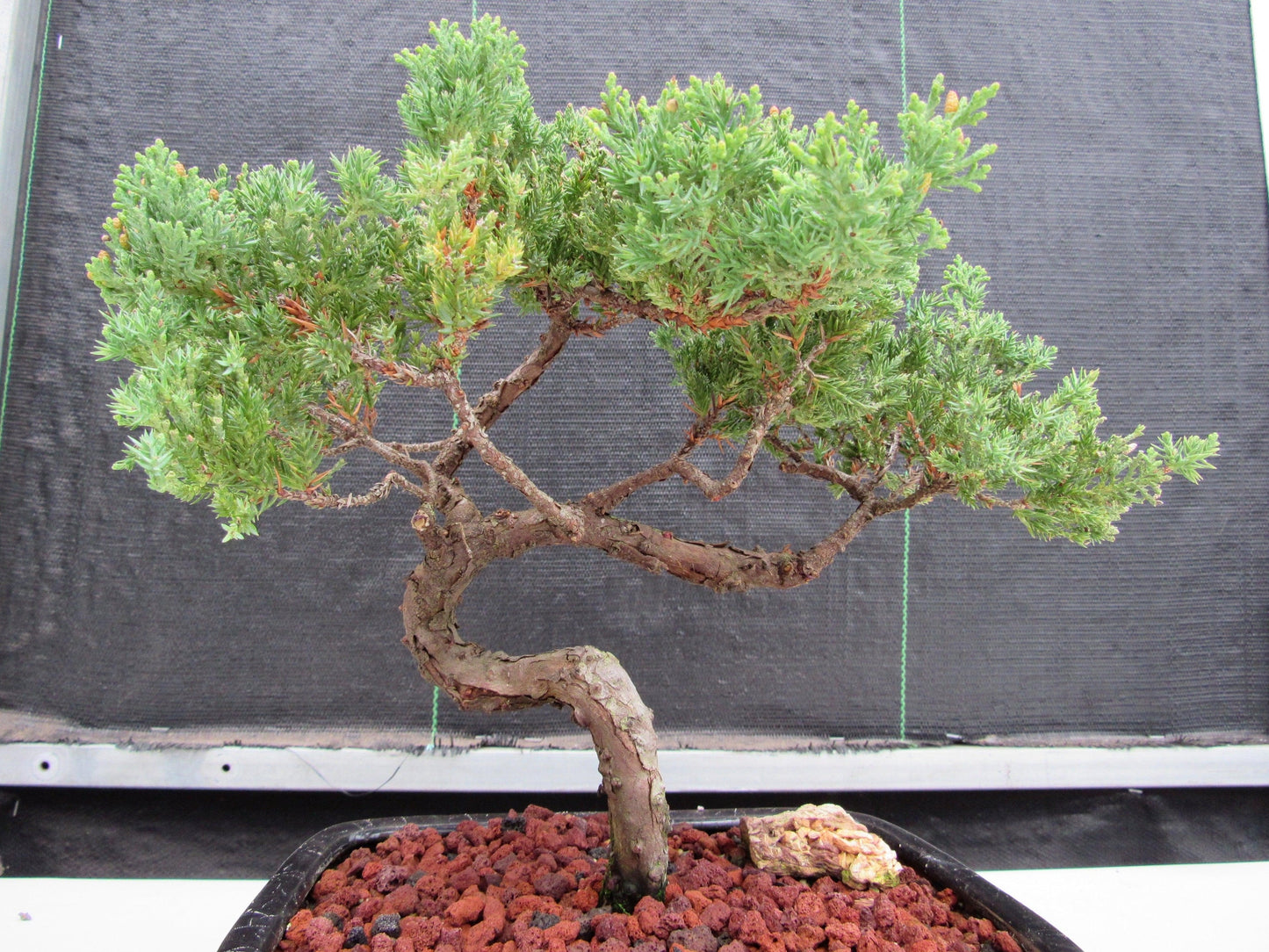 21 Year Old Juniper Specimen Bonsai Tree