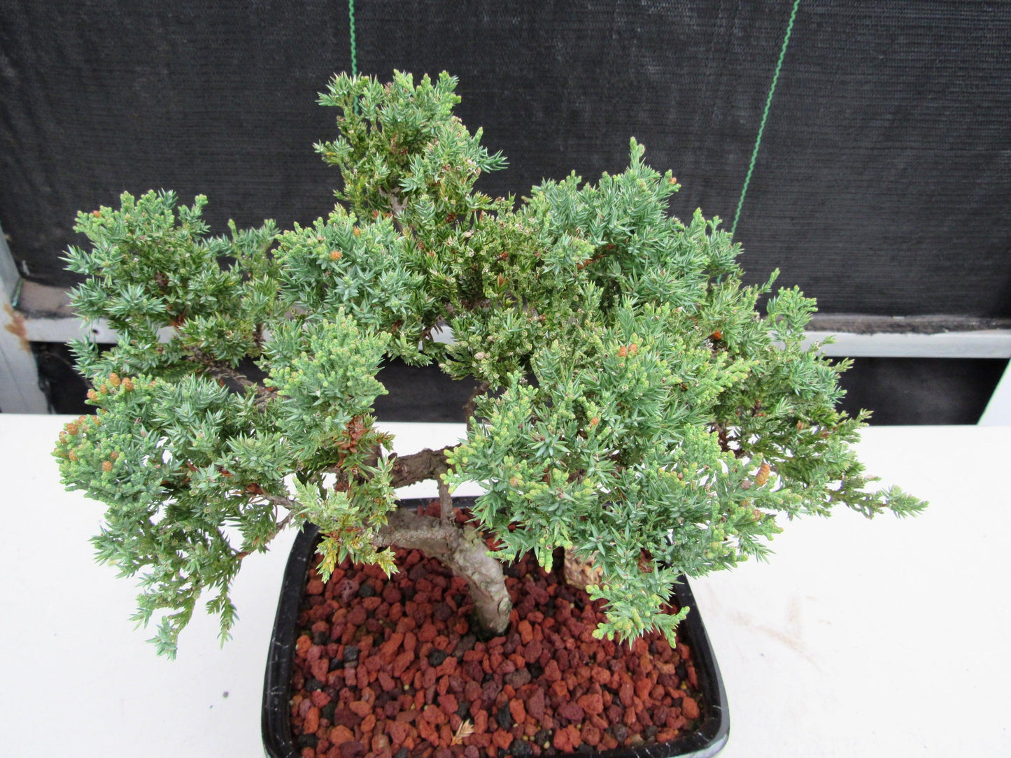 21 Year Old Juniper Specimen Bonsai Tree