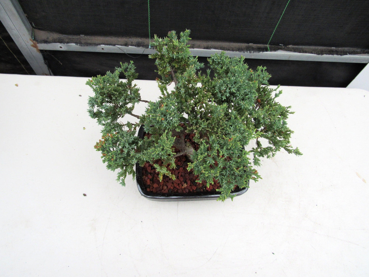 21 Year Old Juniper Specimen Bonsai Tree