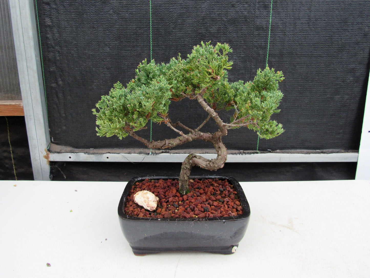 21 Year Old Juniper Specimen Bonsai Tree