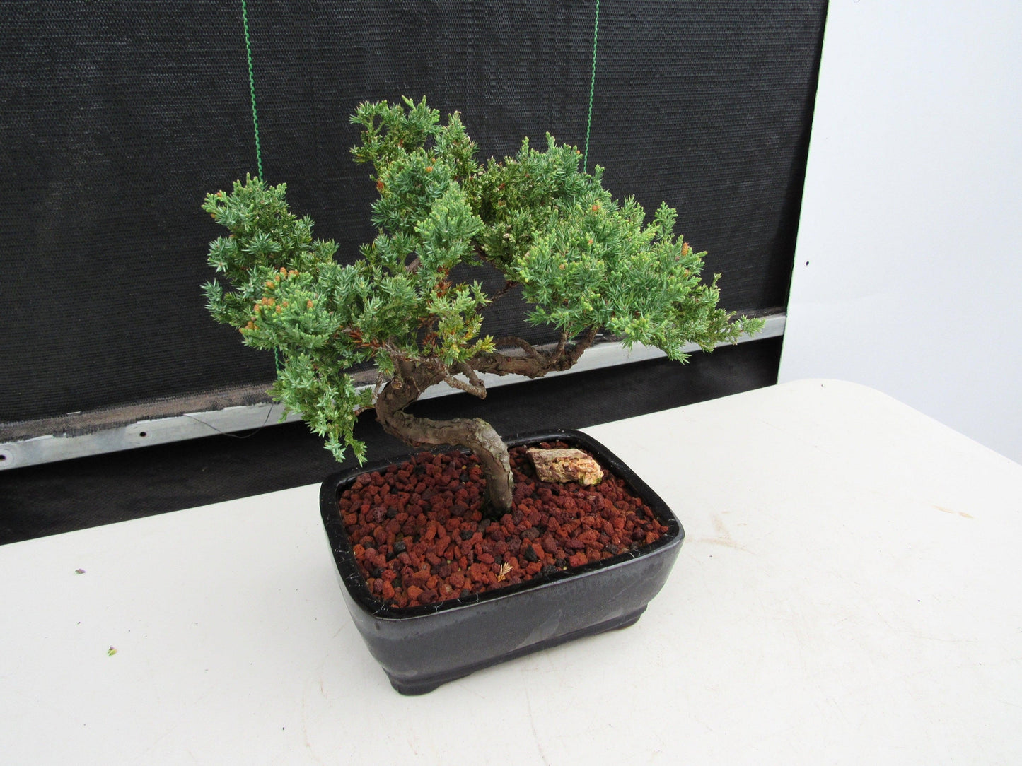 21 Year Old Juniper Specimen Bonsai Tree