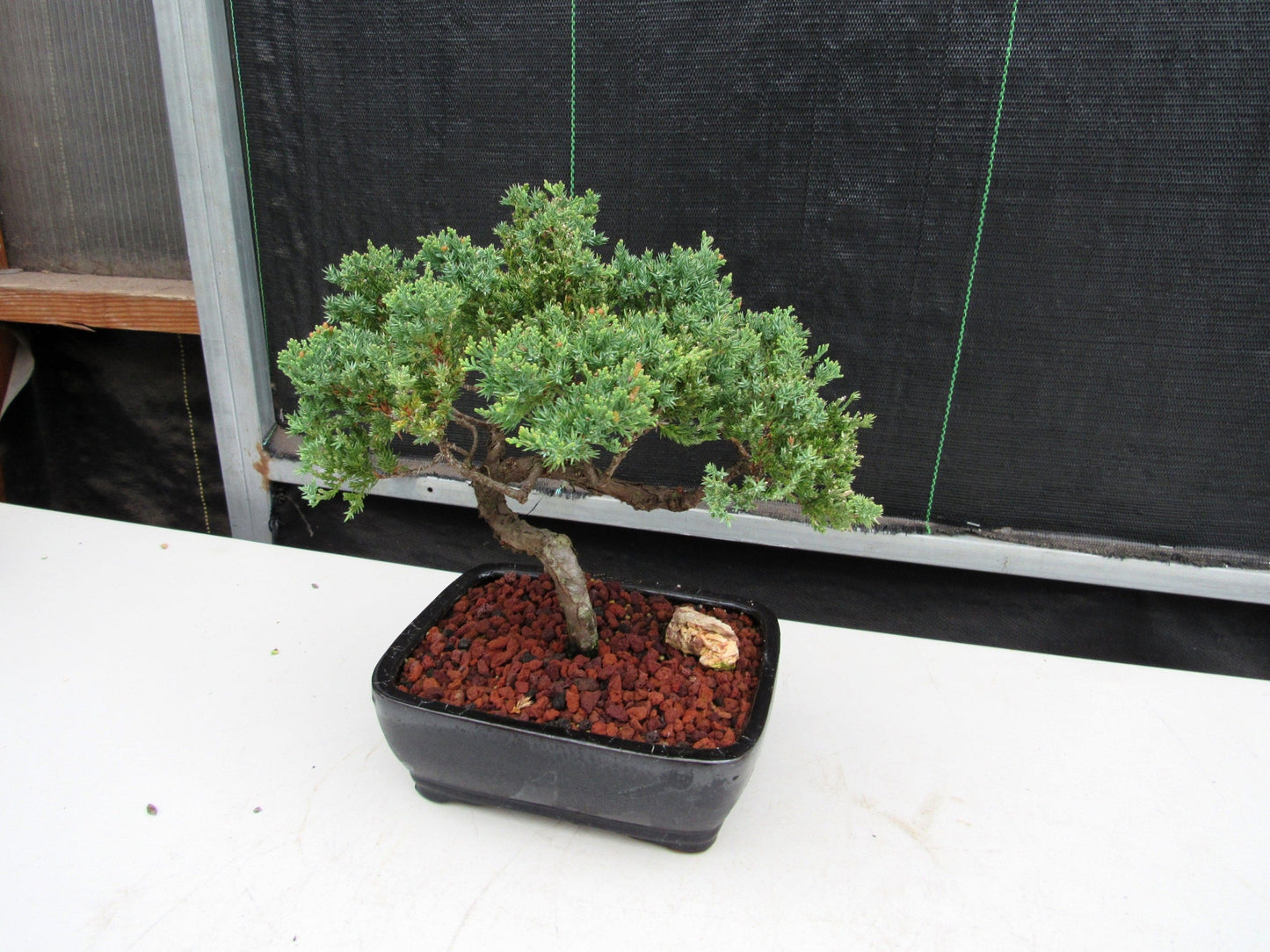 21 Year Old Juniper Specimen Bonsai Tree