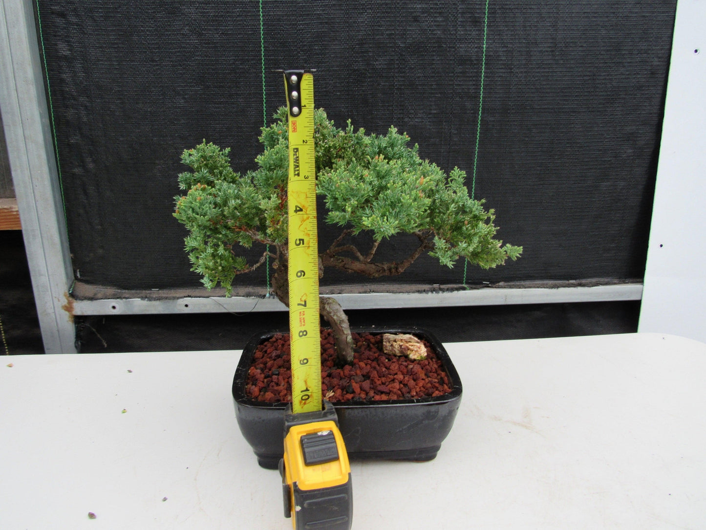 21 Year Old Juniper Specimen Bonsai Tree