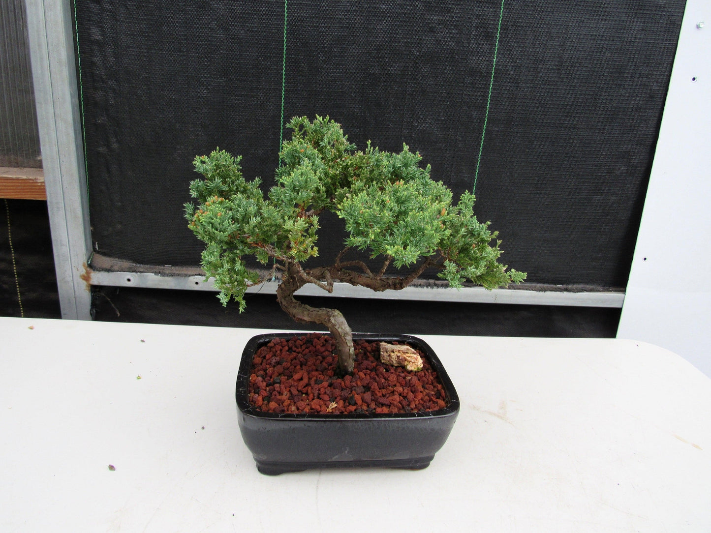 21 Year Old Juniper Specimen Bonsai Tree