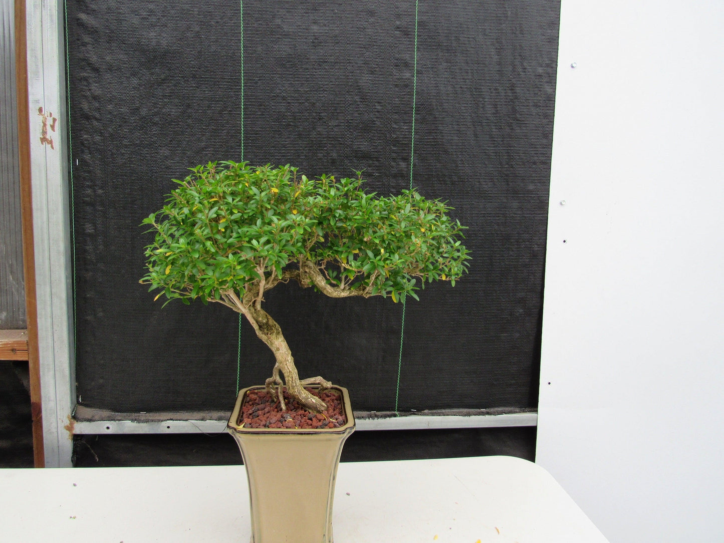 21 Year Old Thousand Star Serissa Flowering Semi Cascade Specimen Bonsai Tree