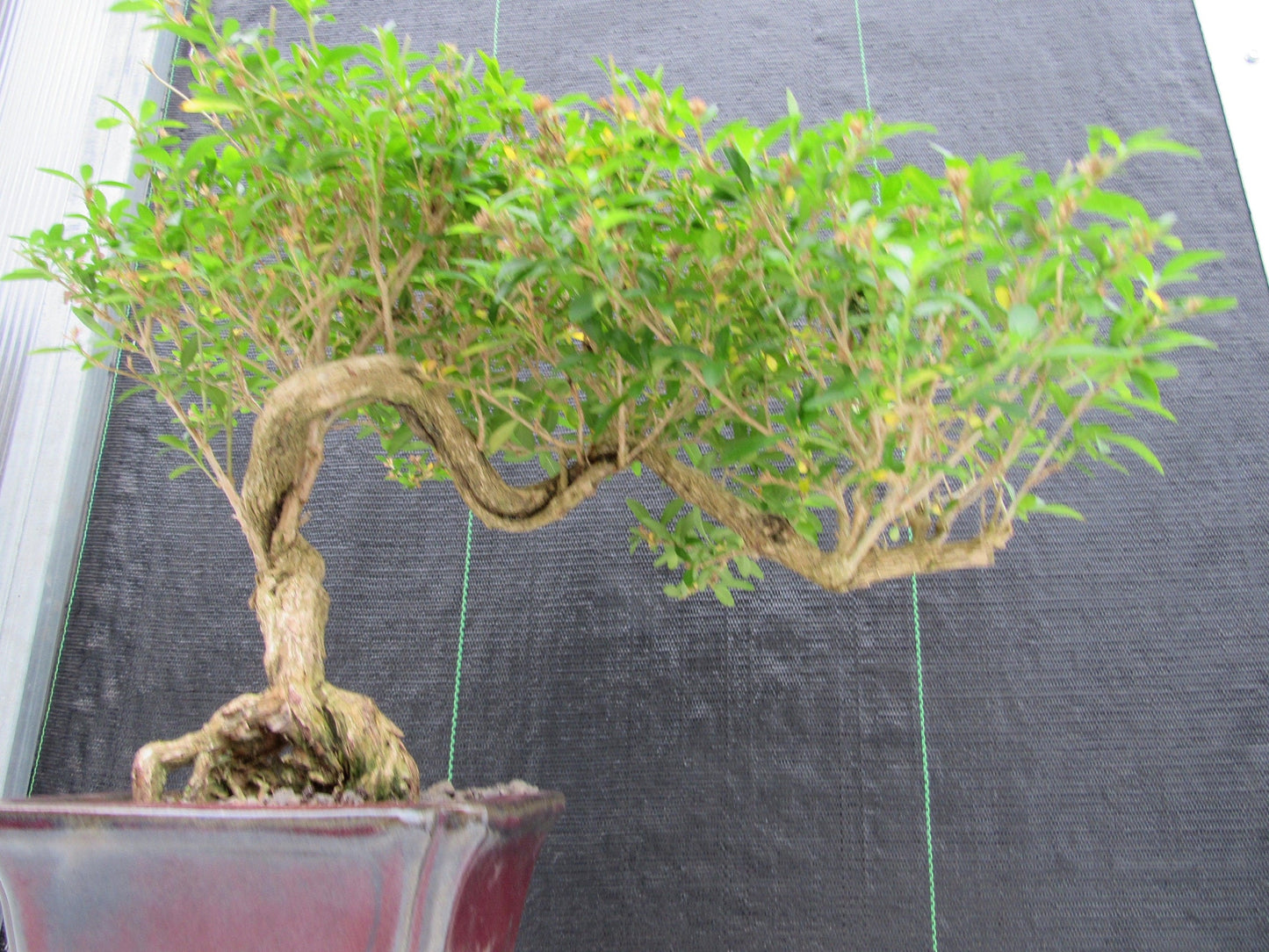 21 Year Old Thousand Star Serissa Flowering Semi Cascade Specimen Bonsai Tree