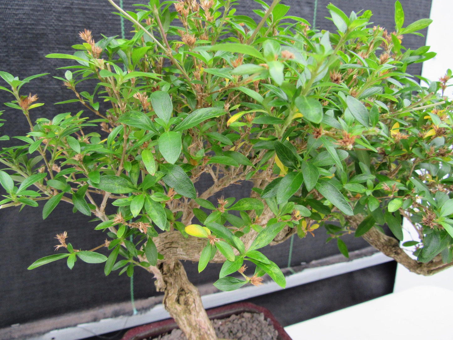 21 Year Old Thousand Star Serissa Flowering Semi Cascade Specimen Bonsai Tree