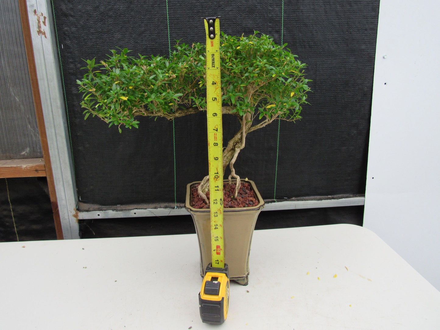 21 Year Old Thousand Star Serissa Flowering Semi Cascade Specimen Bonsai Tree