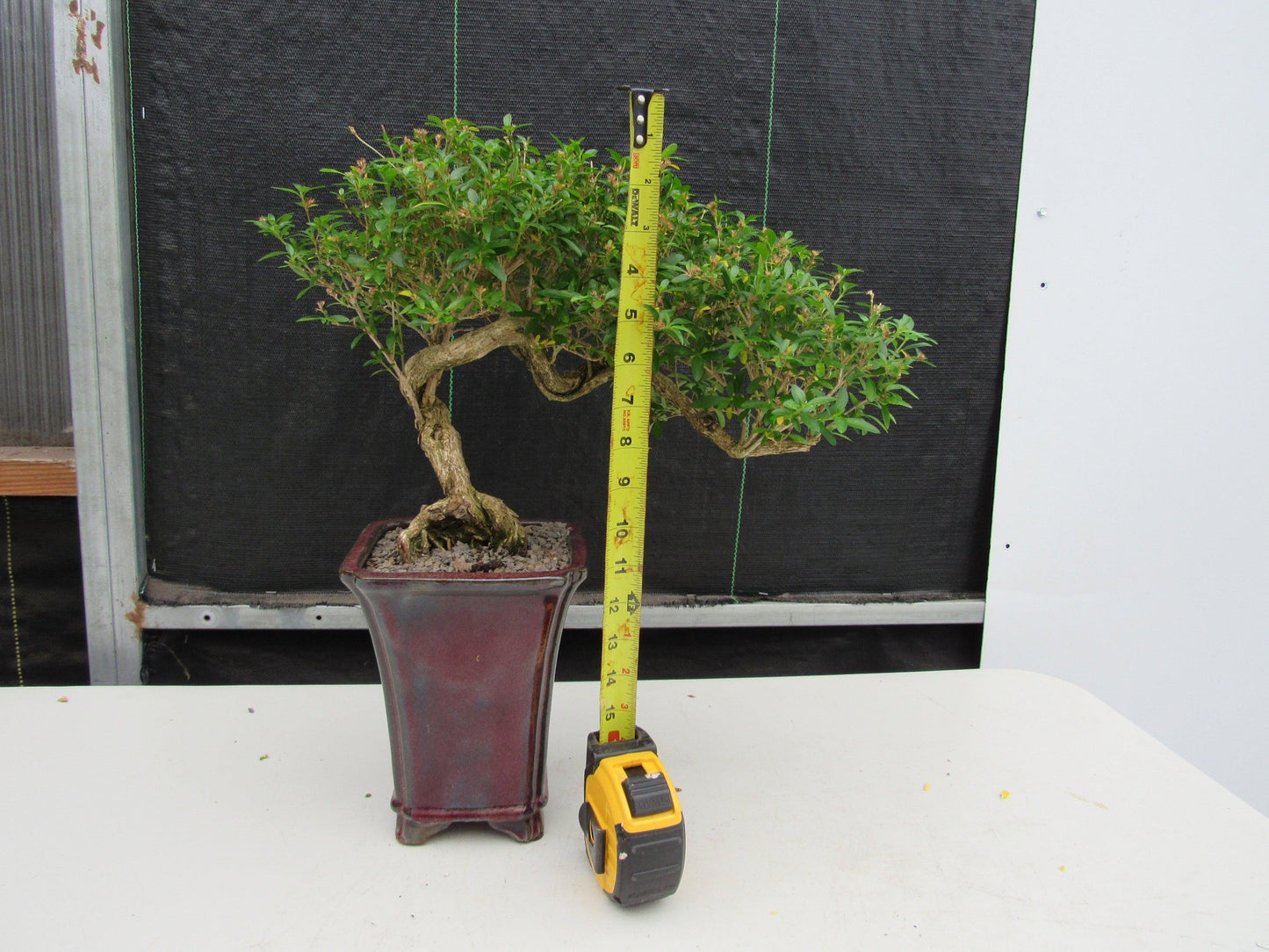 21 Year Old Thousand Star Serissa Flowering Semi Cascade Specimen Bonsai Tree