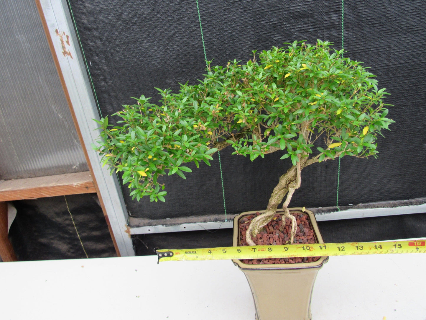 21 Year Old Thousand Star Serissa Flowering Semi Cascade Specimen Bonsai Tree