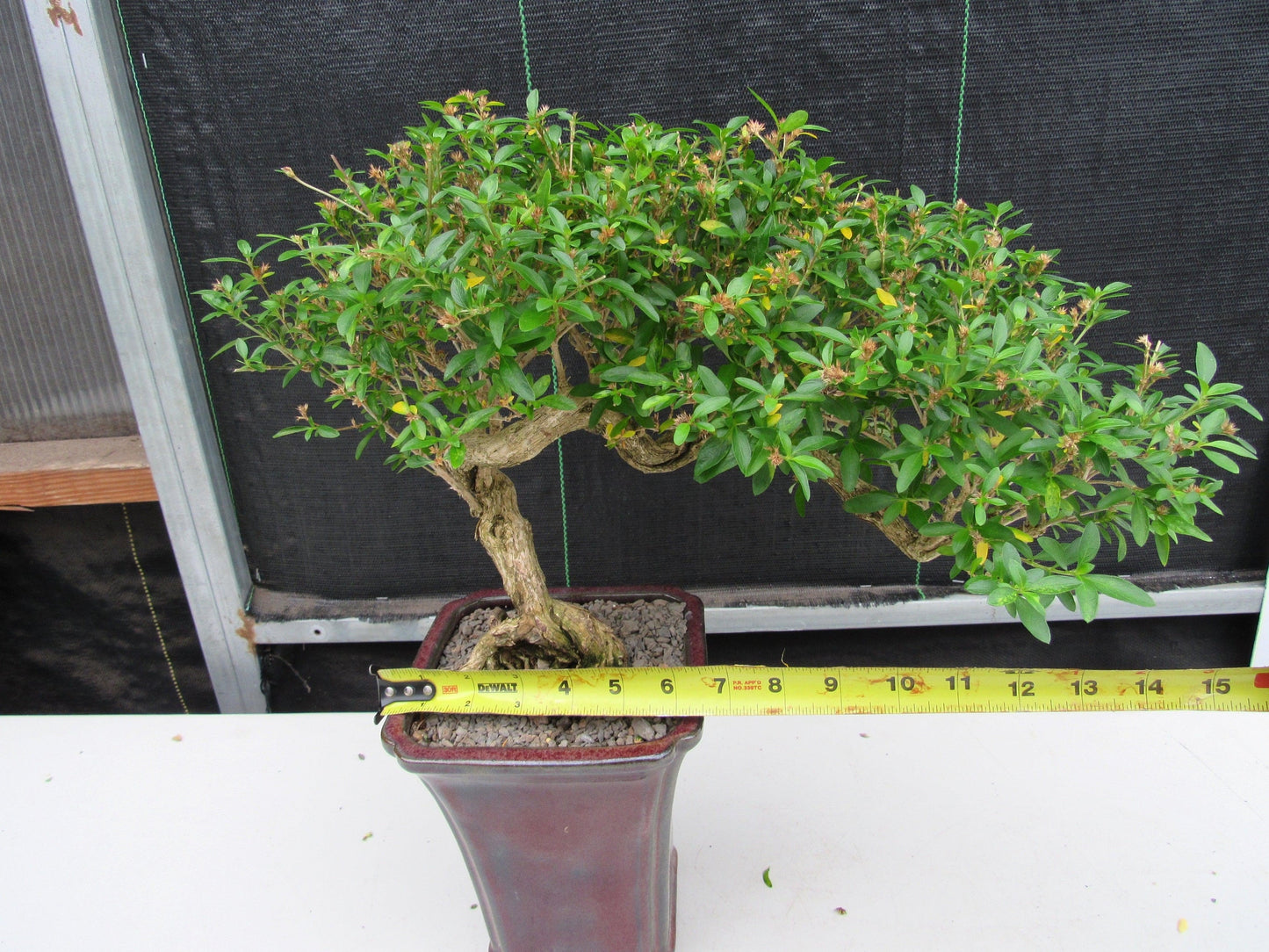 21 Year Old Thousand Star Serissa Flowering Semi Cascade Specimen Bonsai Tree