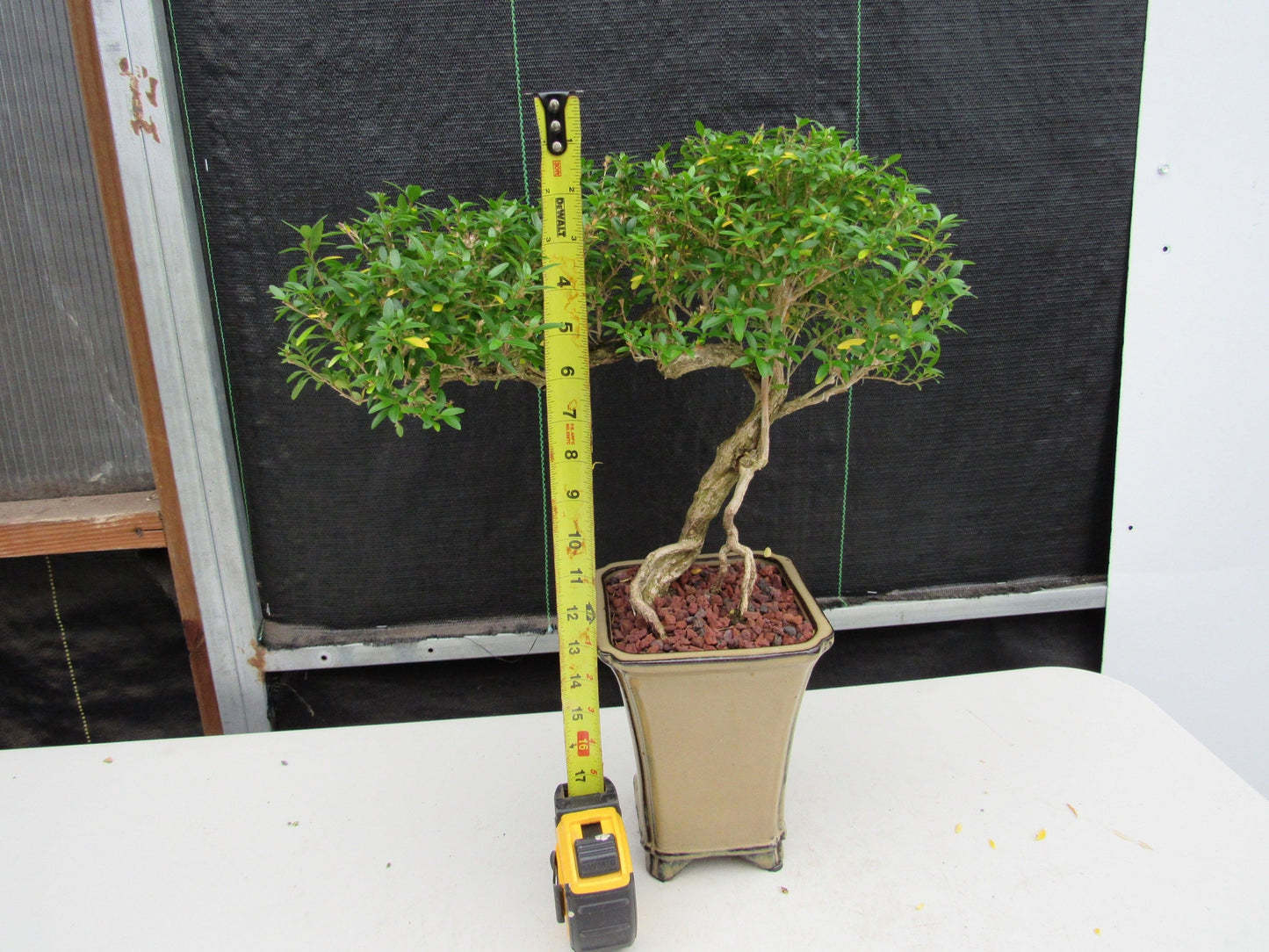 21 Year Old Thousand Star Serissa Flowering Semi Cascade Specimen Bonsai Tree