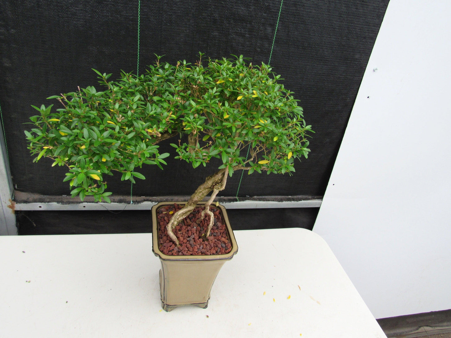 21 Year Old Thousand Star Serissa Flowering Semi Cascade Specimen Bonsai Tree