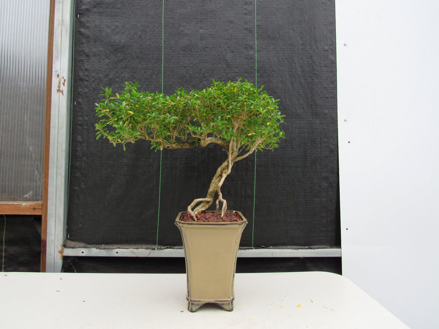 21 Year Old Thousand Star Serissa Flowering Semi Cascade Specimen Bonsai Tree