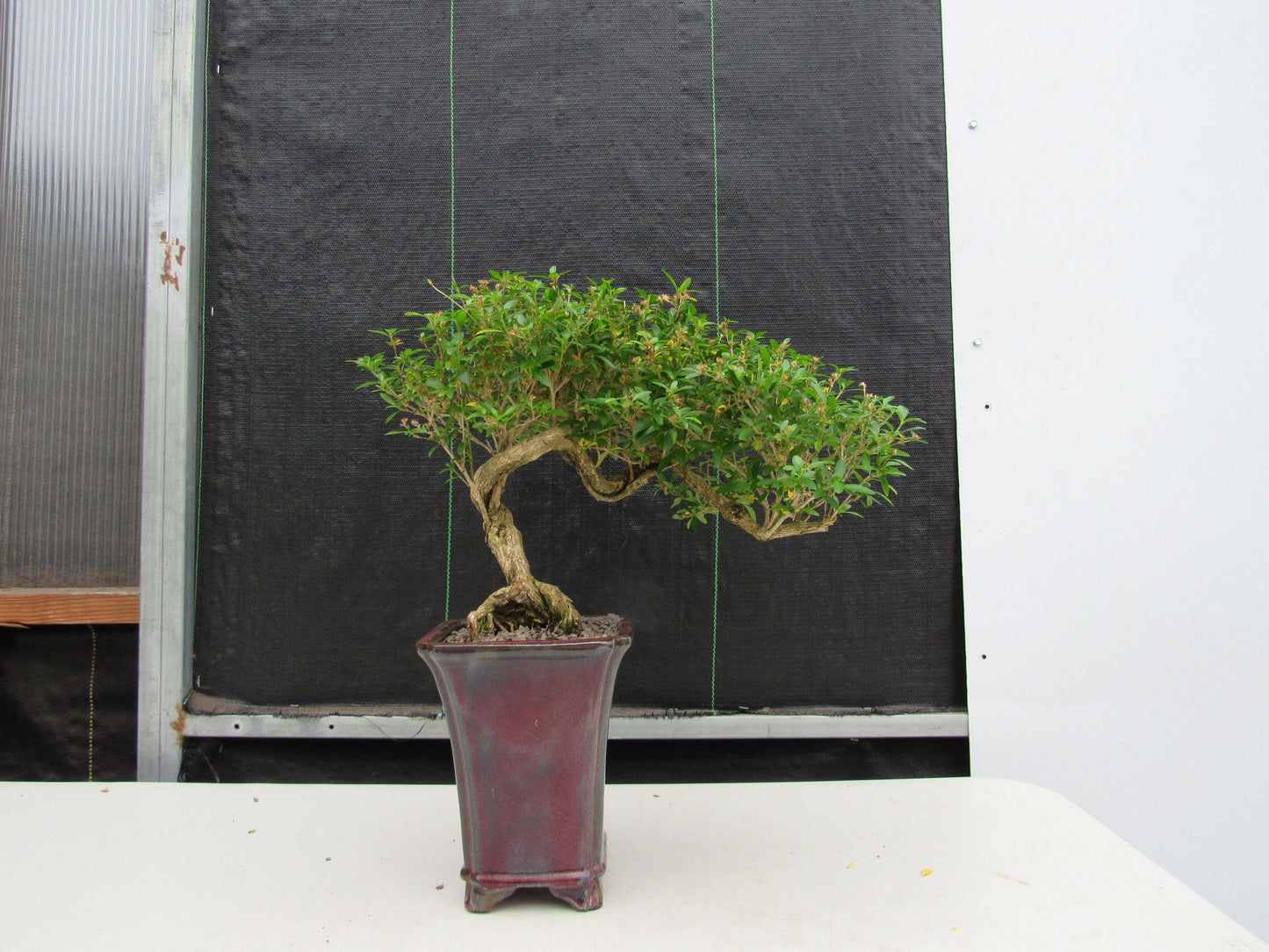 21 Year Old Thousand Star Serissa Flowering Semi Cascade Specimen Bonsai Tree