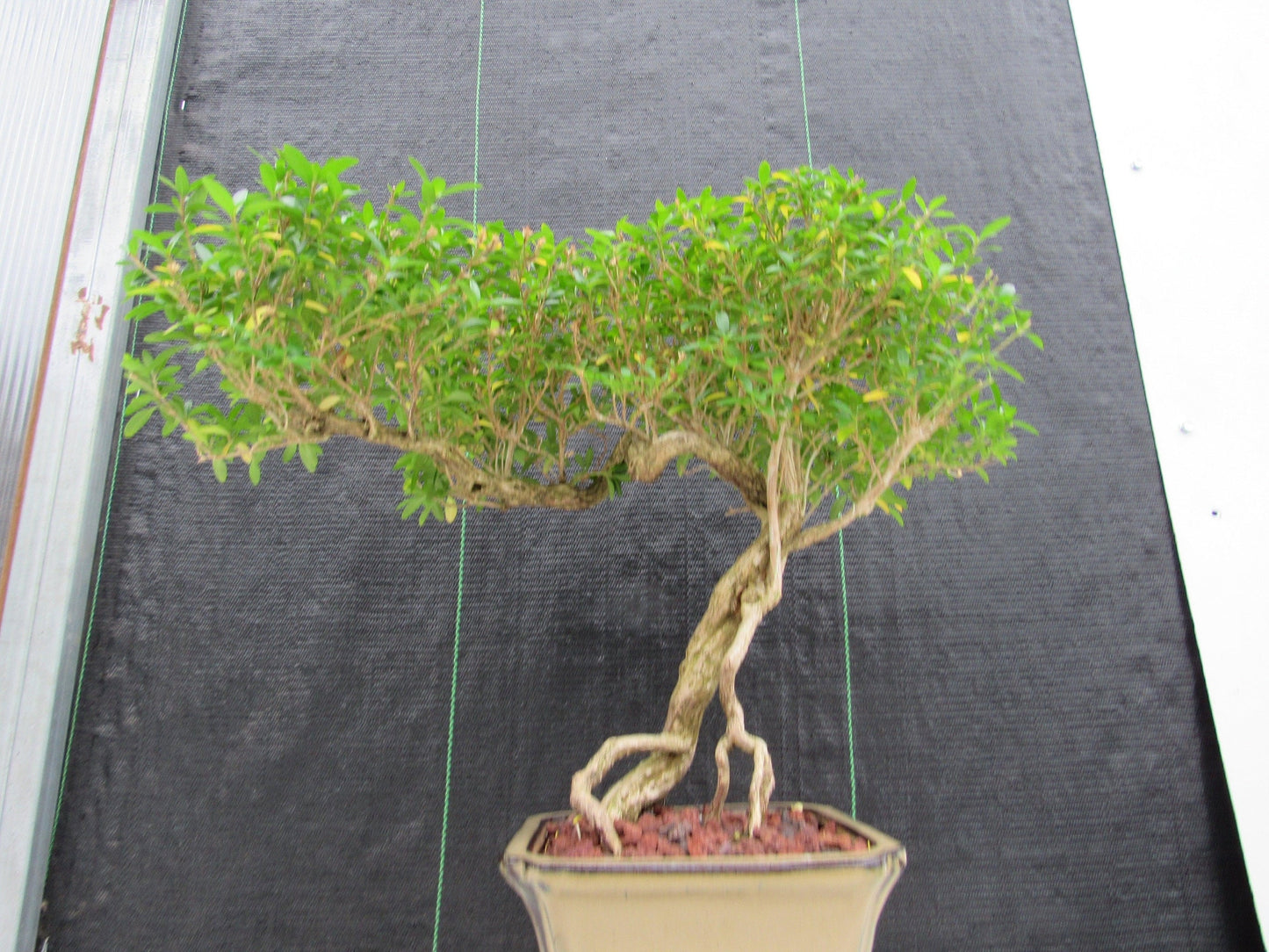 21 Year Old Thousand Star Serissa Flowering Semi Cascade Specimen Bonsai Tree