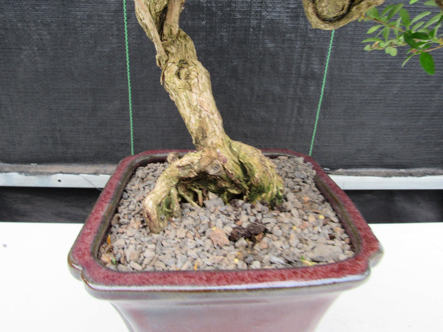 21 Year Old Thousand Star Serissa Flowering Semi Cascade Specimen Bonsai Tree