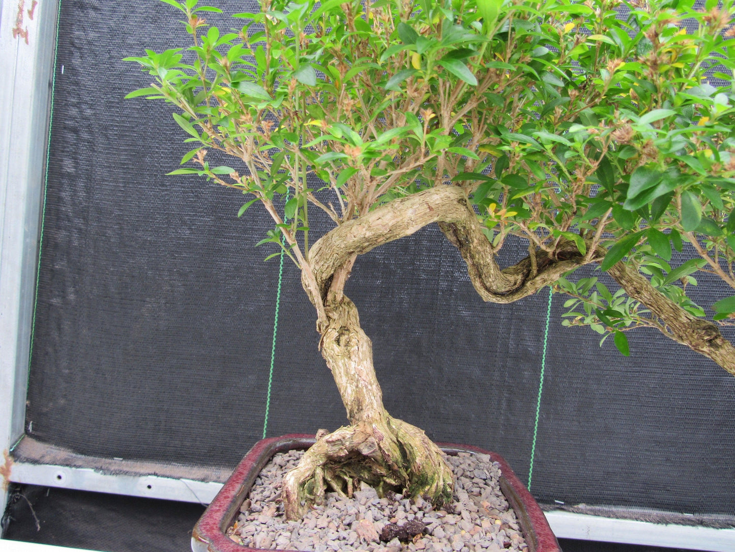 21 Year Old Thousand Star Serissa Flowering Semi Cascade Specimen Bonsai Tree