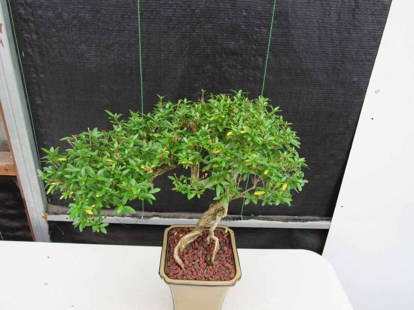 21 Year Old Thousand Star Serissa Flowering Semi Cascade Specimen Bonsai Tree