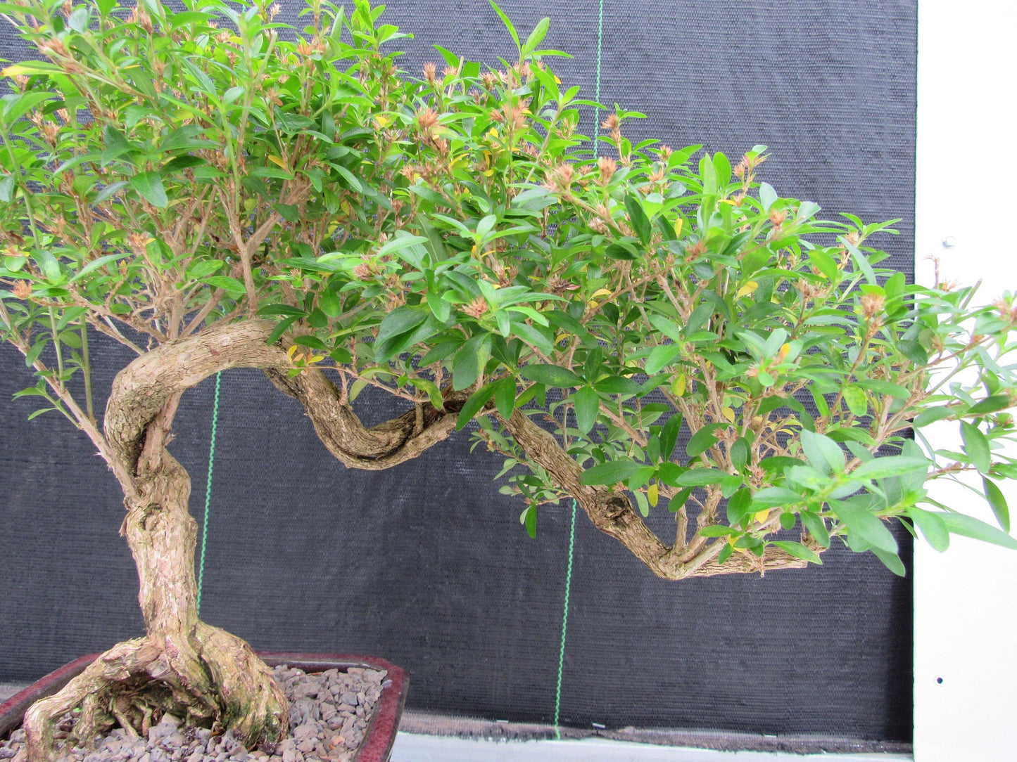 21 Year Old Thousand Star Serissa Flowering Semi Cascade Specimen Bonsai Tree