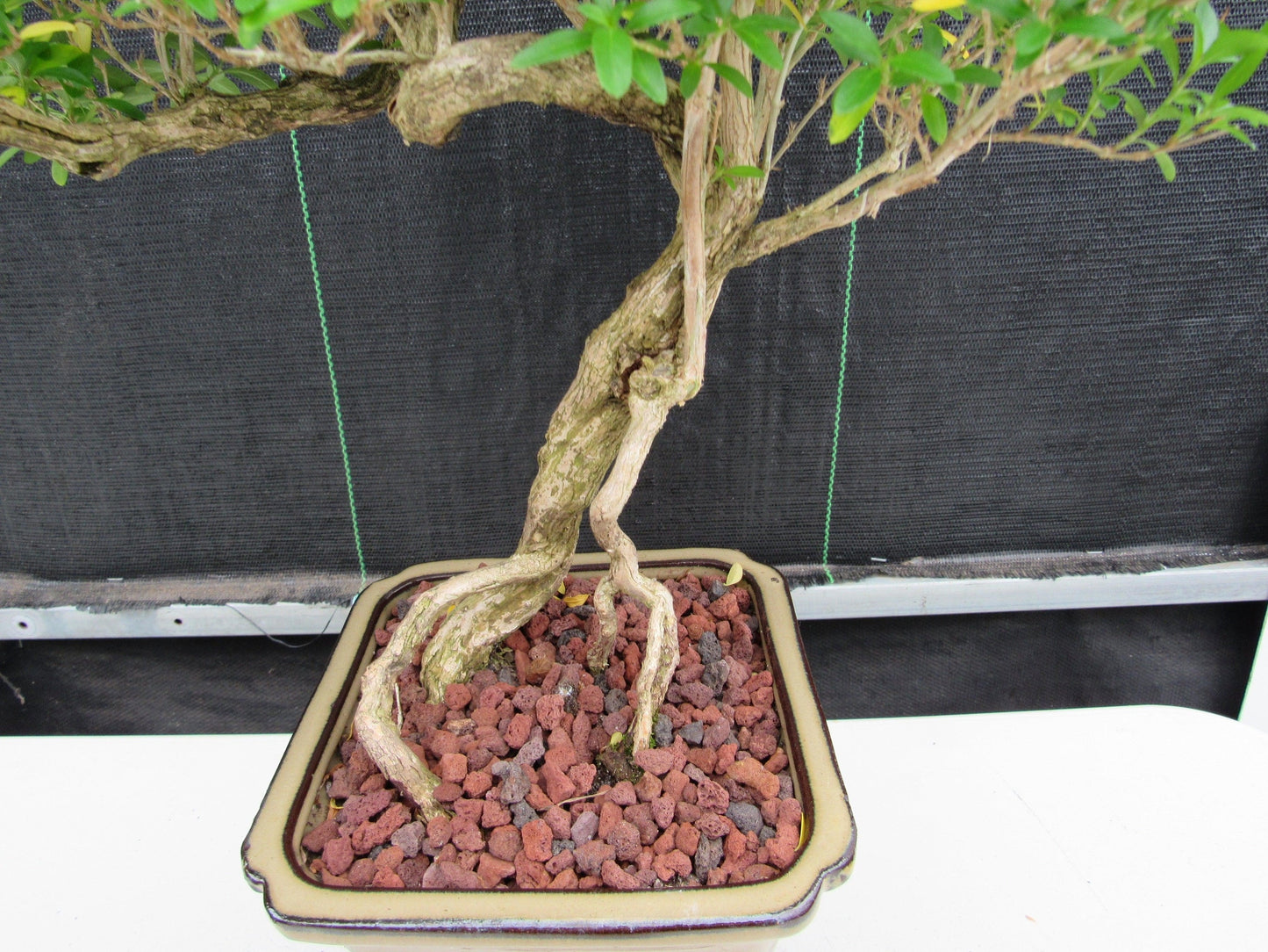 21 Year Old Thousand Star Serissa Flowering Semi Cascade Specimen Bonsai Tree