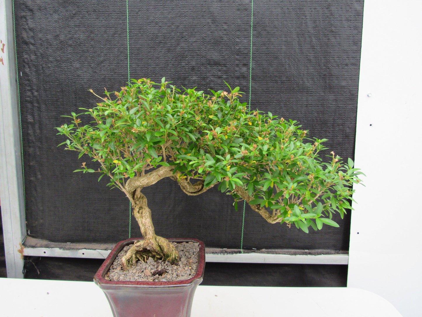 21 Year Old Thousand Star Serissa Flowering Semi Cascade Specimen Bonsai Tree