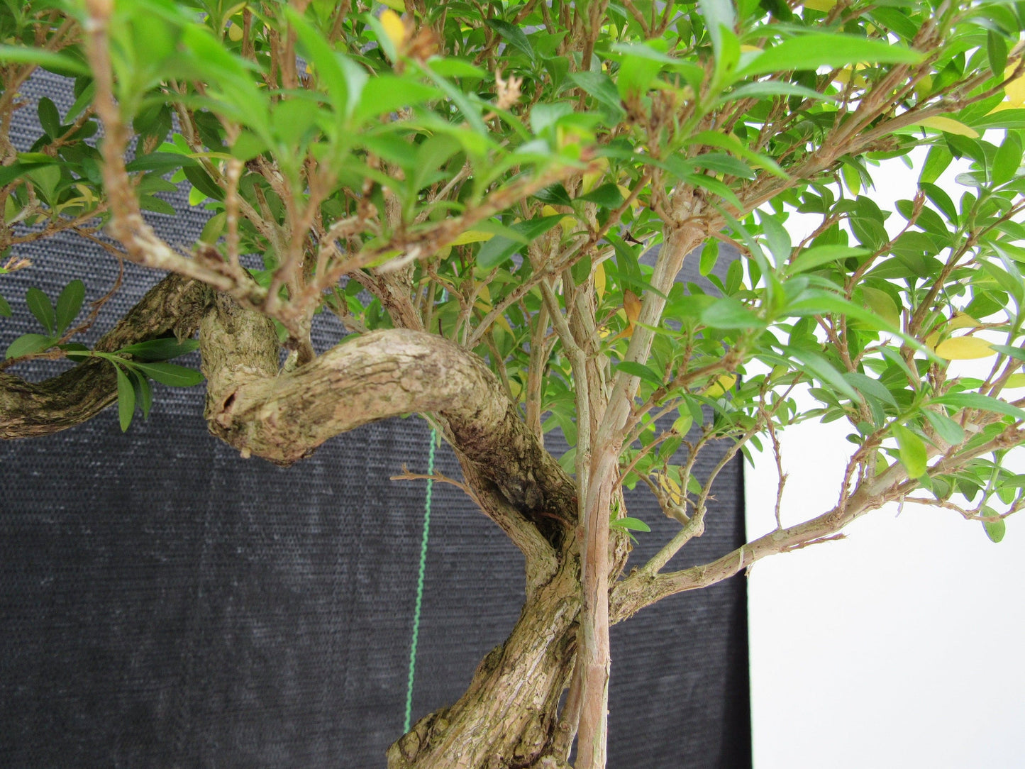 21 Year Old Thousand Star Serissa Flowering Semi Cascade Specimen Bonsai Tree