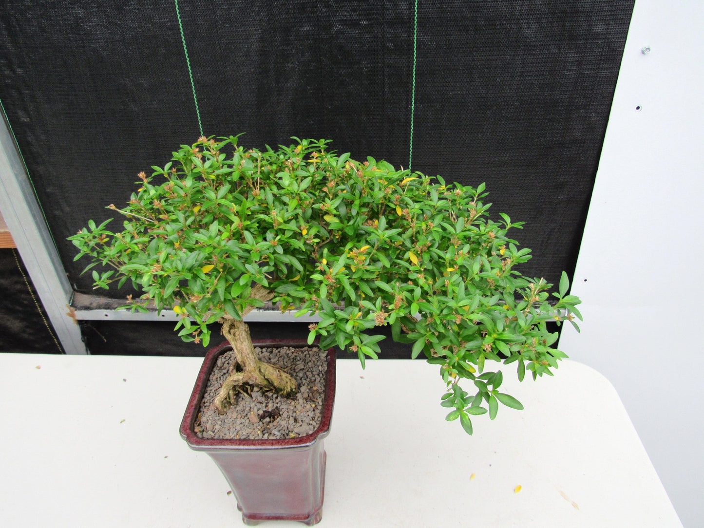 21 Year Old Thousand Star Serissa Flowering Semi Cascade Specimen Bonsai Tree